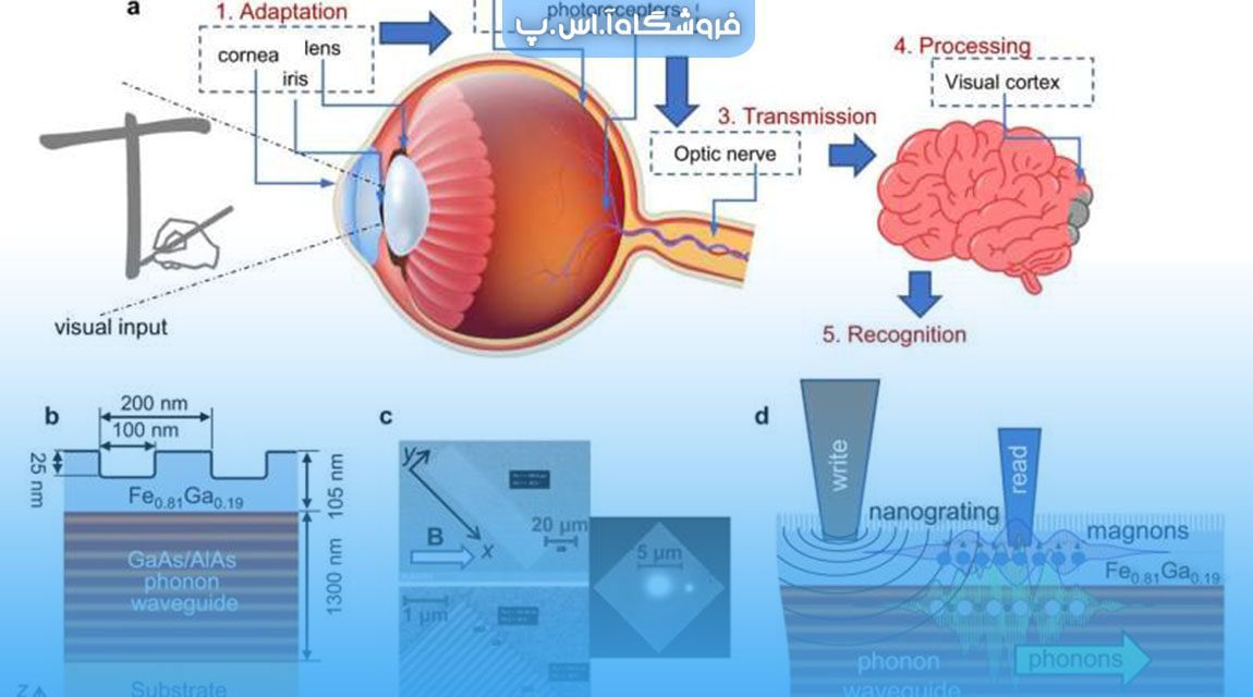 محاسبات نورومورفیک