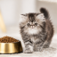 غذای خشک گربه رویال کنین پرشین کیتن 2 کیلوگرم Royal Canin Persian Kitten