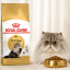 غذای خشک گربه پرشین رویال کنین 10 کیلوگرم Royal Canin Persian Adult