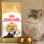 غذای خشک گربه پرشین رویال کنین 10 کیلوگرم Royal Canin Persian Adult