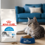 غذای خشک گربه ایندور رویال کنین 2 کیلوگرم Royal Canin Indoor