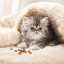 غذای خشک گربه رویال کنین پرشین کیتن 2 کیلوگرم Royal Canin Persian Kitten