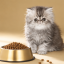 غذای خشک گربه رویال کنین پرشین کیتن 2 کیلوگرم Royal Canin Persian Kitten