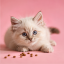 غذای خشک گربه رویال کنین کیتن 2 کیلوگرم Royal Canin Kitten