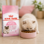 غذای خشک گربه مادر و بچه رویال کنین 2 کیلوگرم Royal Canin Mother and Baby