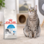 غذای خشک گربه ایندور رویال کنین 10 کیلوگرم Royal Canin Indoor