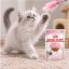 پوچ بچه گربه رویال کنین کیتن 85 گرم Royal Canin Pouch