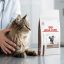 غذای خشک گربه هپاتیک رویال کنین 1 کیلوگرم RoyalCanin Food