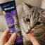 خمیر مالت بهبود عملکرد دستگاه گوارش گربه وینستون 100 گرم Winston Paste