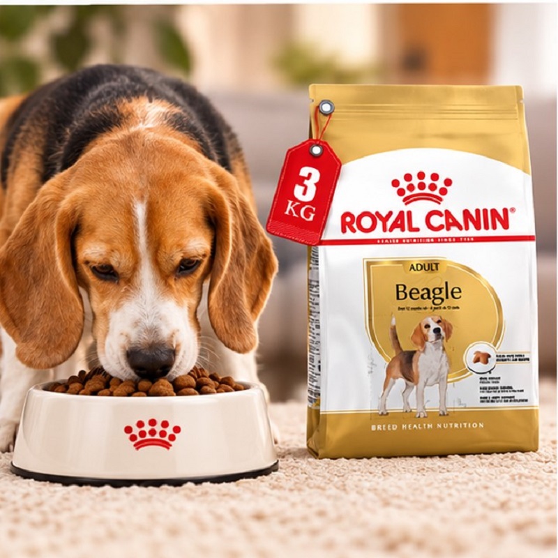 غذای خشک سگ بیگل ادالت رویال کنین 3 کیلوگرم Royal Canin Food