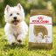 غذای خشک سگ بالغ تریر رویال کنین 1.5 کیلوگرم Royal Canin Food