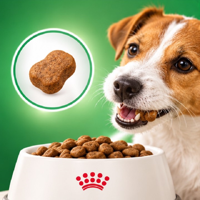 غذای خشک سگ رویال کنین مینی ادالت 2 کیلوگرم Royal Canin Food