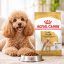 غذای خشک سگ پودل بالغ رویال کنین 1.5 گرم Royal Canin Food