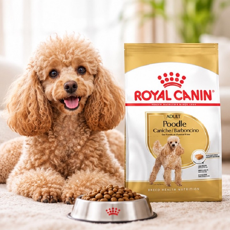 غذای خشک سگ پودل بالغ رویال کنین 1.5 گرم Royal Canin Food