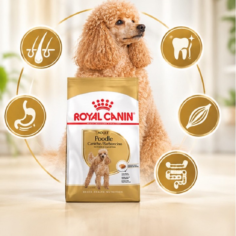 غذای خشک سگ پودل بالغ رویال کنین 1.5 گرم Royal Canin Food
